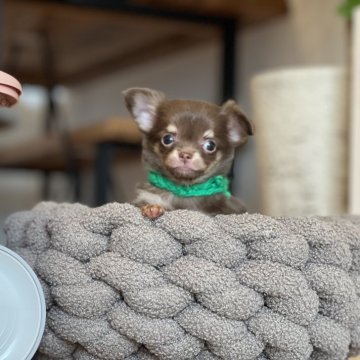 チワワ(ロング)【静岡県・男の子・2024年12月9日・チョコタン】の写真「ちーっちゃなチョコ🍫くん」