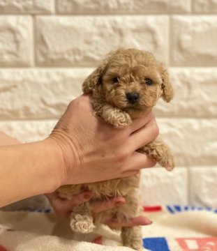 トイプードル(タイニー)【静岡県・男の子・2020年9月6日・クリーム】の写真「綺麗なクリームの男の子です♪」