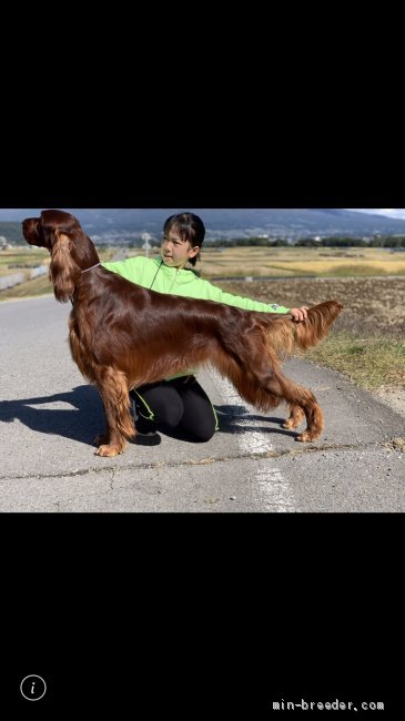 アイリッシュセッター オス レッド 18 11 22生まれ 群馬県 交配犬id 2103 B0006 21年アメリカショーチャレンジ みんなのブリーダー