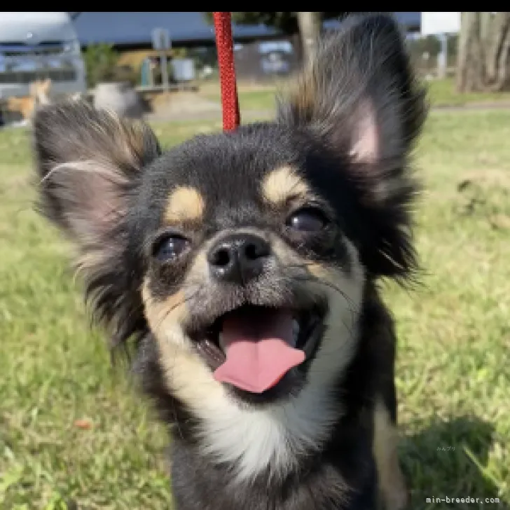 Y 様のお迎えした子犬