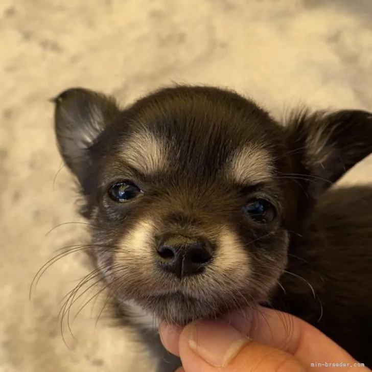 Y.O 様のお迎えした子犬