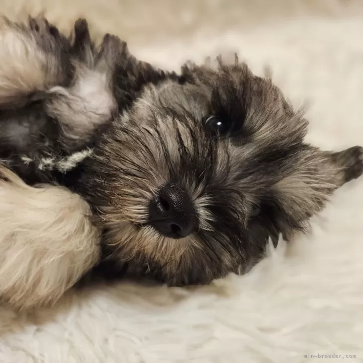 れみ 様のお迎えした子犬