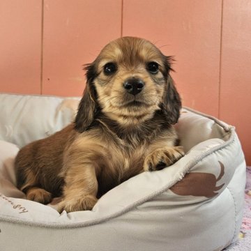 ミニチュアダックスフンド(ロング)【鹿児島県・女の子・2025年1月9日・レッド】の写真「可愛いお顔の女の子です」