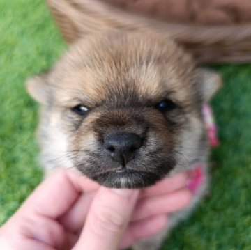 豆柴の子犬を探す｜ブリーダー直販の子犬販売【みんなのブリーダー】