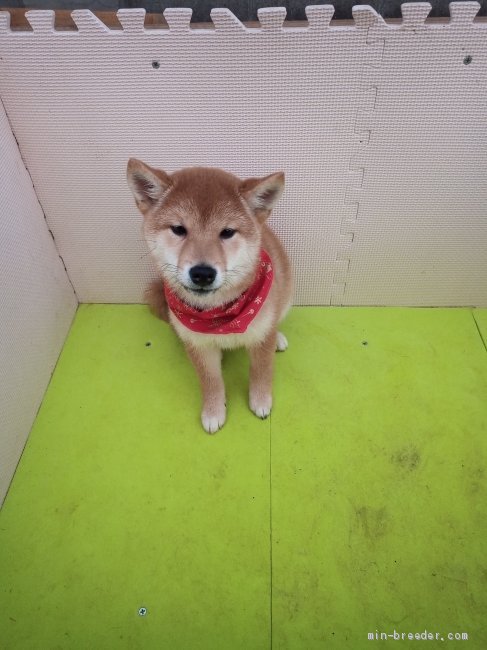 豆柴 熊本県 女の子 年12月1日 明るい赤色 明るい茶色で 性格明るくフレンドリー みんなのブリーダー 子犬id 2104