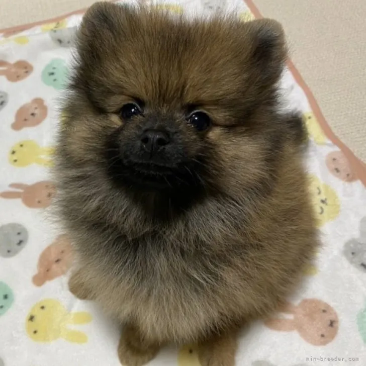 ゆきりん 様のお迎えした子犬