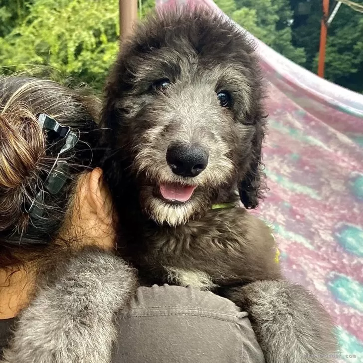 ID:2408-01381の子犬