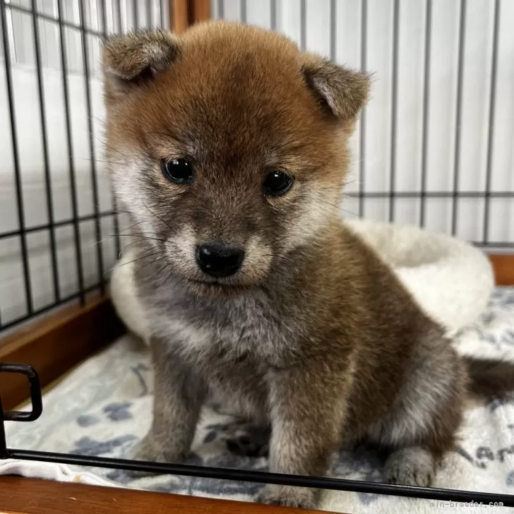 柴犬(標準サイズ)【岡山県・女の子・2024年12月11日・赤】の写真1