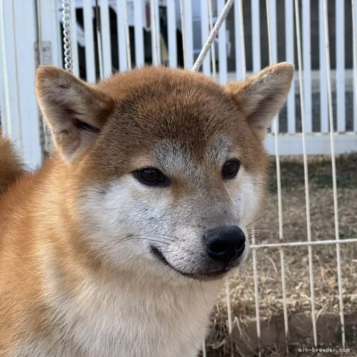 T.O 様のお迎えした子犬