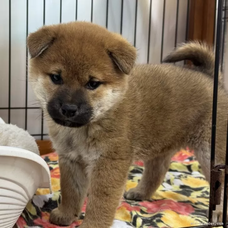 柴犬(標準サイズ)【岡山県・男の子・2024年11月18日・赤】の写真1