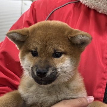 柴犬(標準サイズ)【岡山県・男の子・2024年11月18日・赤】の写真「丸顔のハンサムくん。パパは完成犬！」