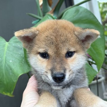 柴犬(標準サイズ)【岡山県・男の子・2024年9月11日・赤】の写真「おっとりした男の子♡」