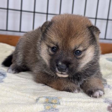 豆柴【岡山県・女の子・2024年11月22日・赤】の写真「丸顔で可愛い豆柴ちゃん♡」