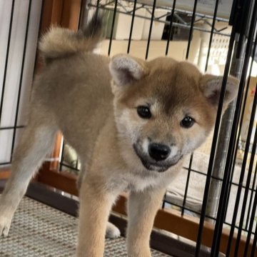 柴犬(標準サイズ)【岡山県・男の子・2024年9月12日・赤】の写真「丸顔で可愛い男の子♡」