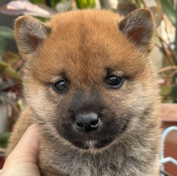 柴犬(標準サイズ)【岡山県・男の子・2024年12月26日・赤】の写真「明るい性格の男の子♡お口が黒いのが可愛い〜」