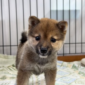 柴犬(豆柴)【岡山県・女の子・2024年11月22日・赤】の写真「丸顔で可愛い豆柴ちゃん♡」