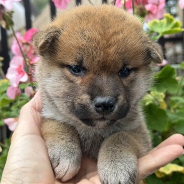 柴犬(標準サイズ)【岡山県・男の子・2024年10月15日・赤】の写真「ころころで可愛い男の子です！」