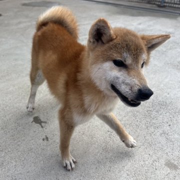 柴犬(標準サイズ)【岡山県・男の子・2024年3月12日・赤】の写真「元気いっぱいな男の子です！」