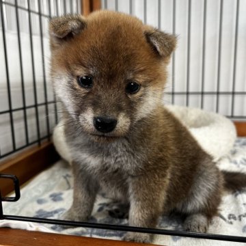 柴犬(標準サイズ)【岡山県・女の子・2024年12月11日・赤】の写真「おっとりとした性格の女の子です！」