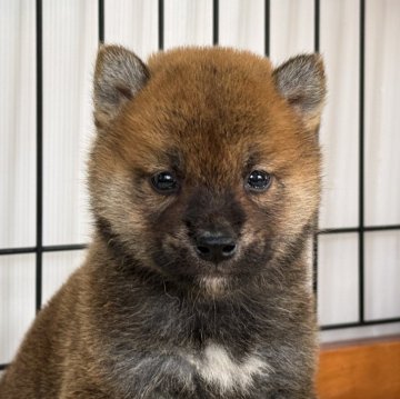 柴犬(標準サイズ)【岡山県・男の子・2024年10月18日・赤】の写真「丸顔で可愛い男の子♡」