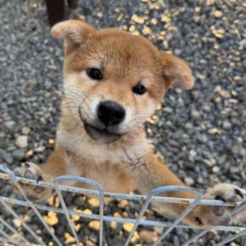 柴犬(標準サイズ)【岡山県・男の子・2024年8月28日・赤】の写真「フレンドリーな性格の男の子！パパは賞歴あり！」