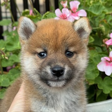 柴犬(標準サイズ)【岡山県・女の子・2024年9月17日・赤】の写真「小柄で可愛い女の子です！父犬賞歴あり！」