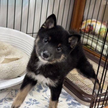 豆柴【岡山県・男の子・2024年12月15日・黒】の写真「キョトンとしたお顔がたまらなく可愛い豆柴くん♡」