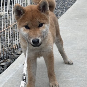 柴犬(標準サイズ)【岡山県・男の子・2024年9月20日・赤】の写真「濃い赤毛の、ハンサムくん♡パパは完成犬！」