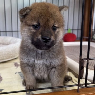 柴犬(標準サイズ)【岡山県・男の子・2024年11月28日・赤】の写真「コロコロ可愛い男の子です！」