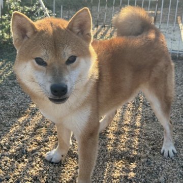 柴犬(標準サイズ)【岡山県・男の子・2023年8月2日・赤】の写真「フレンドリーで綺麗な赤毛の男の子！」