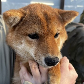 柴犬(豆柴)【岡山県・男の子・2024年8月7日・赤】の写真「小柄だけど元気いっぱい！可愛い豆柴くん！」