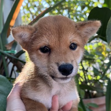 柴犬(豆柴)【岡山県・男の子・2024年8月7日・赤】の写真「小柄だけど元気いっぱい！可愛い豆柴くん！」