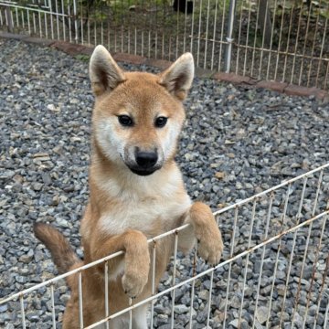 柴犬(標準サイズ)【岡山県・男の子・2024年5月14日・赤】の写真「元気いっぱい！明るい性格の男の子！父犬完成犬！」