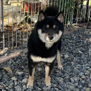 柴犬(豆柴)【岡山県・女の子・2023年4月10日・黒】の写真「大人しく優しい性格の女の子です！」