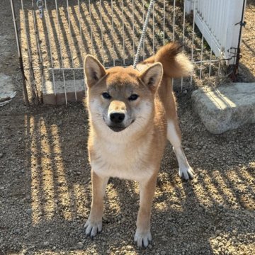 柴犬(標準サイズ)【岡山県・男の子・2024年4月24日・赤】の写真「穏やか性格の男の子♡パパは完成犬！」