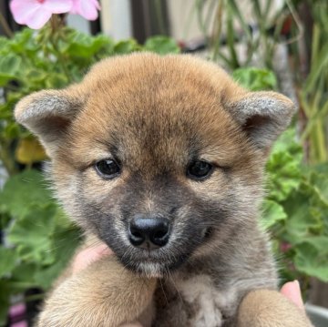 柴犬(標準サイズ)【岡山県・男の子・2024年9月12日・赤】の写真「丸顔で可愛い男の子♡」