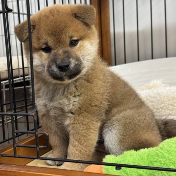 柴犬(標準サイズ)【岡山県・男の子・2024年11月18日・赤】の写真「キリッとしたお顔立ち！パパは完成犬！」