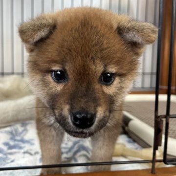 柴犬(標準サイズ)【岡山県・男の子・2024年12月2日・赤】の写真「元気いっぱいな男の子です。」