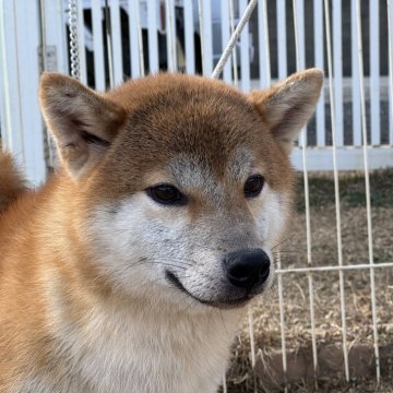 柴犬(標準サイズ)【岡山県・男の子・2023年8月15日・赤】の写真「明るい性格で人懐っこい男の子！」