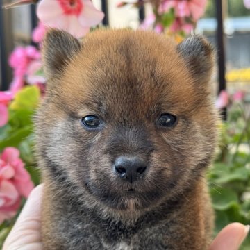 柴犬(標準サイズ)【岡山県・男の子・2024年10月18日・赤】の写真「小柄で可愛い男の子♡」