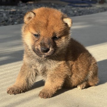 柴犬(標準サイズ)【岡山県・男の子・2024年10月18日・赤】の写真「小柄で可愛い男の子♡」