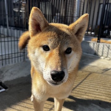 柴犬(標準サイズ)【岡山県・女の子・2023年2月8日・赤】の写真「人懐っこい性格の女の子です」