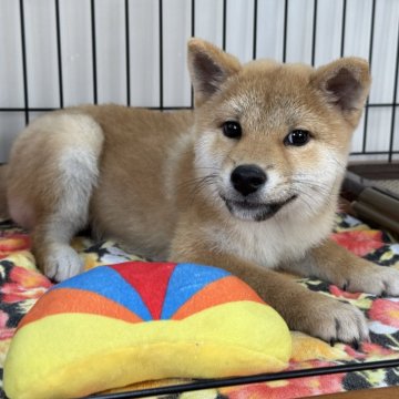 柴犬(標準サイズ)【岡山県・男の子・2024年9月11日・赤】の写真「おっとりした男の子♡」