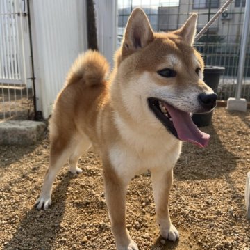 柴犬(標準サイズ)【岡山県・男の子・2023年10月20日・赤】の写真「綺麗な赤毛の柴犬くん♡両親賞歴有り！」