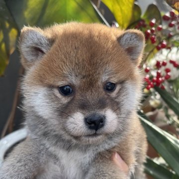 柴犬(標準サイズ)【岡山県・女の子・2024年11月27日・赤】の写真「たぬき顔の女の子♡ママは賞歴あり！」