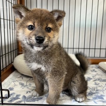 柴犬(標準サイズ)【岡山県・男の子・2024年11月26日・赤】の写真「コロコロもふもふの美男子くん♡パパは完成犬！」