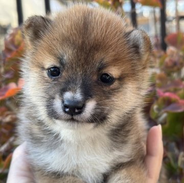 柴犬(豆柴)【岡山県・女の子・2024年12月6日・赤】の写真「優しいお顔の豆柴ちゃん♡」