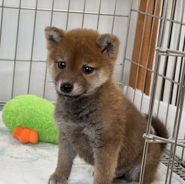 柴犬(標準サイズ)【岡山県・男の子・2024年12月11日・赤】の写真「小柄で明るい性格の男の子です！」