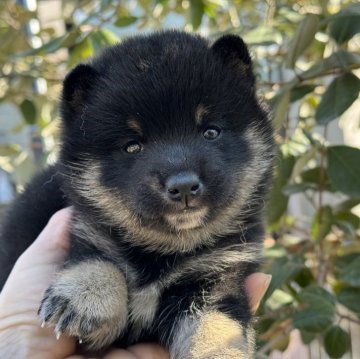 柴犬(豆柴)【岡山県・男の子・2024年12月15日・黒】の写真「丸顔でちょこんとした可愛いマロ眉♡」