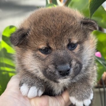 柴犬(標準サイズ)【岡山県・男の子・2024年11月26日・赤】の写真「コロコロもふもふの美男子くん♡パパは完成犬！」